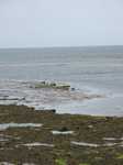 19204 Seals on the beach.jpg